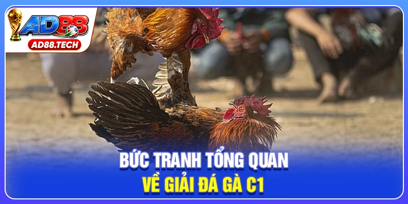 Bức tranh tổng quan về giải đá gà C1