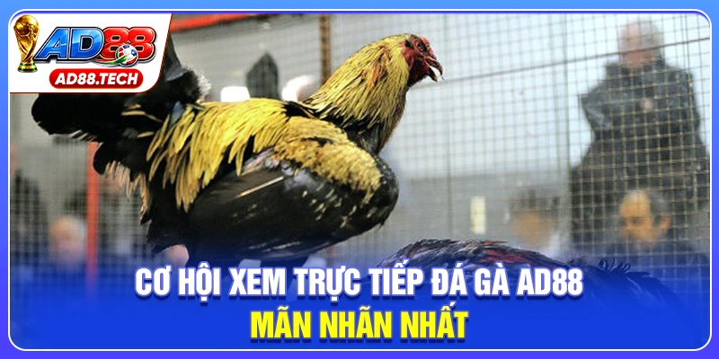 Cơ hội xem trực tiếp đá gà AD88 mãn nhãn nhất
