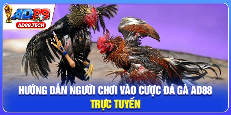 Hướng dẫn người chơi vào cược đá gà AD88 trực tuyến
