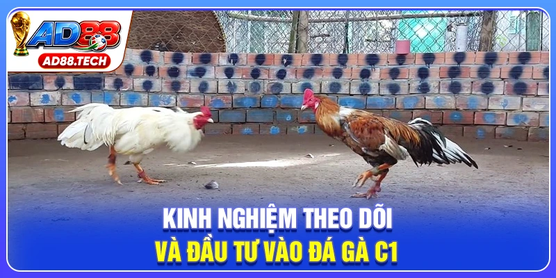 Kinh nghiệm theo dõi và đầu tư vào đá gà C1
